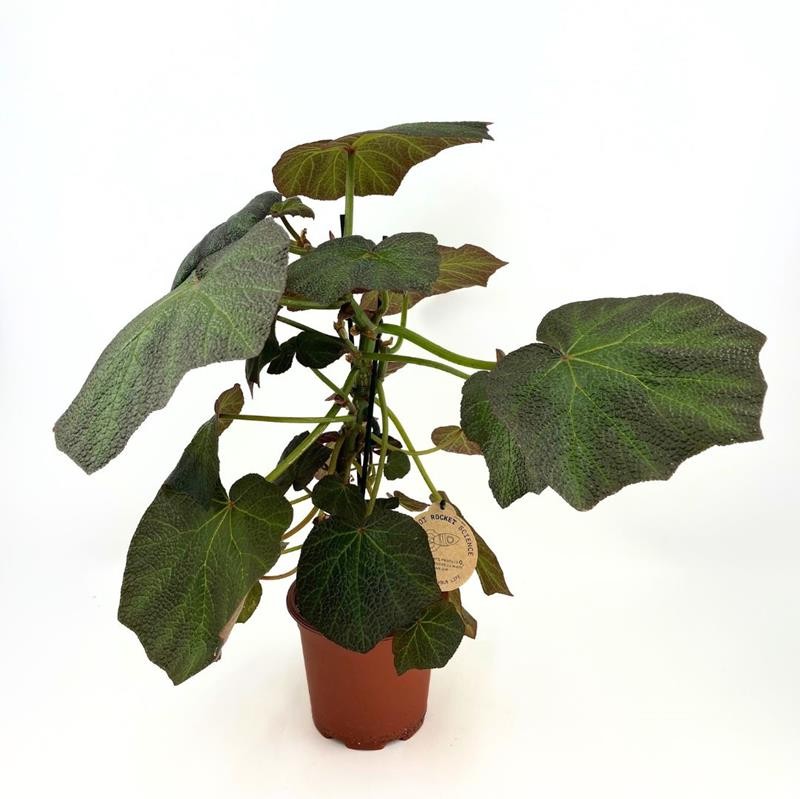 BEGONIA REX-HYBRID, D 21