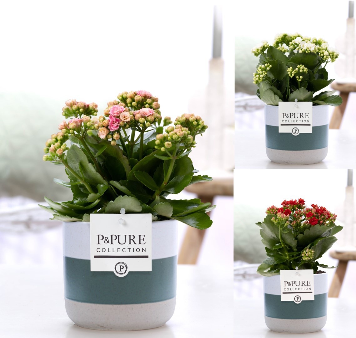 Kalanchoe mix in P&PURE Lauren ceramics, D 12