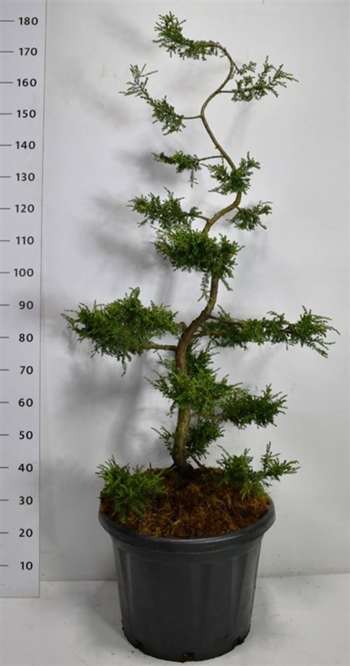 Juniperus comm. 'Repanda', D 48