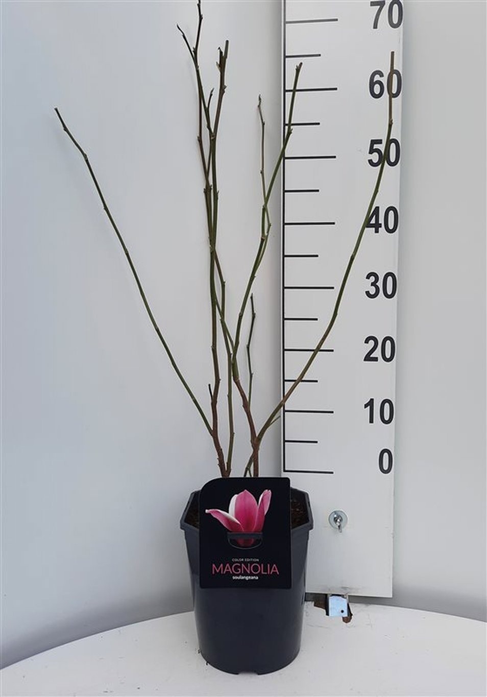 Magnolia soulangeana, D 21