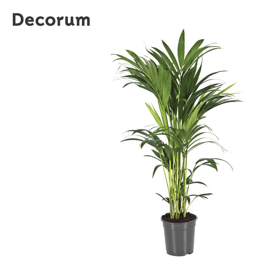 Howea forsteriana 100cm (Kentia) Decorum, D 21