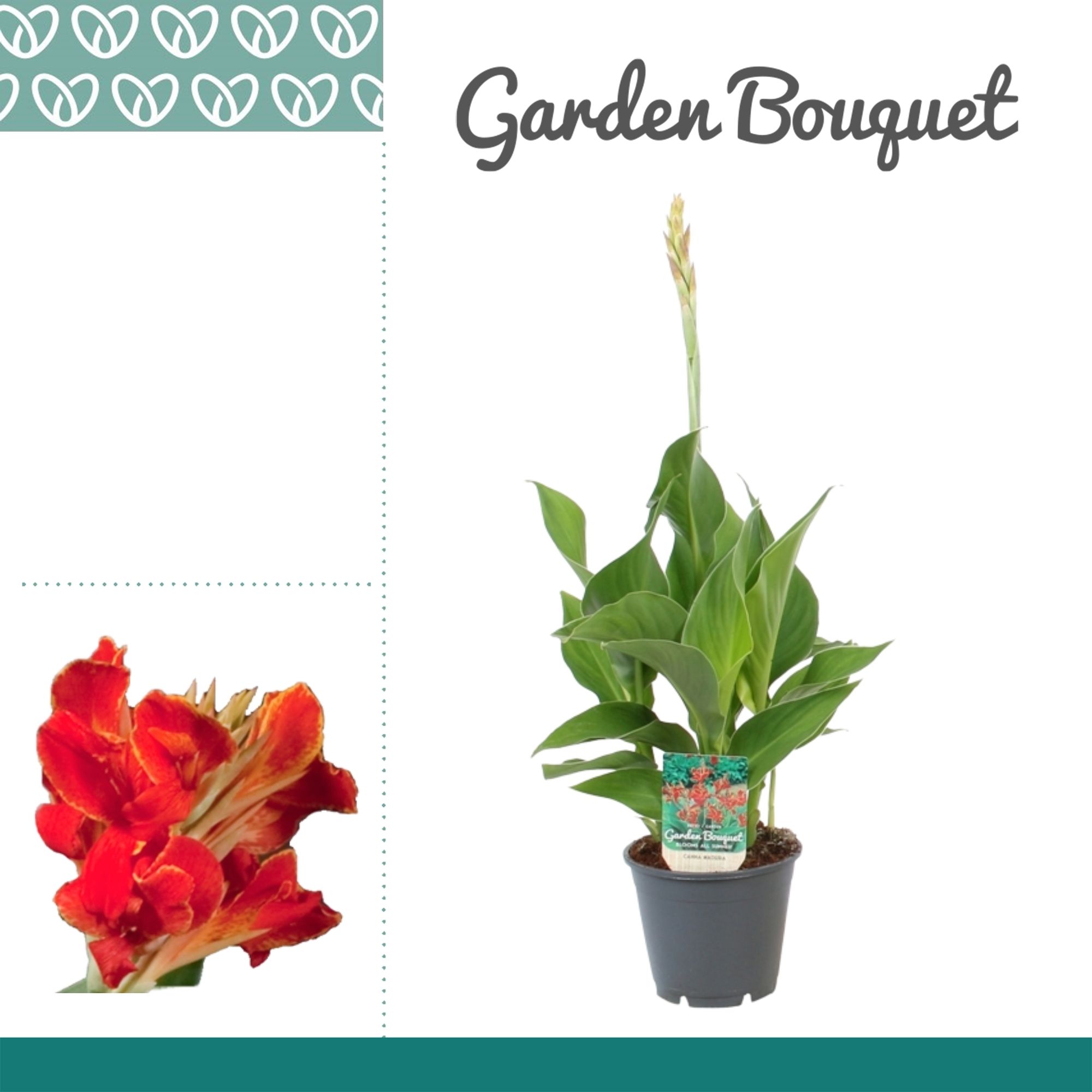 Canna Madeira, D 14