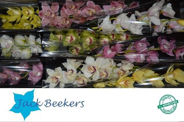 Цимбидиум Микс x9 60, шт.