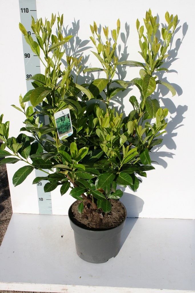Prunus laur. Rotundifolia, D 28