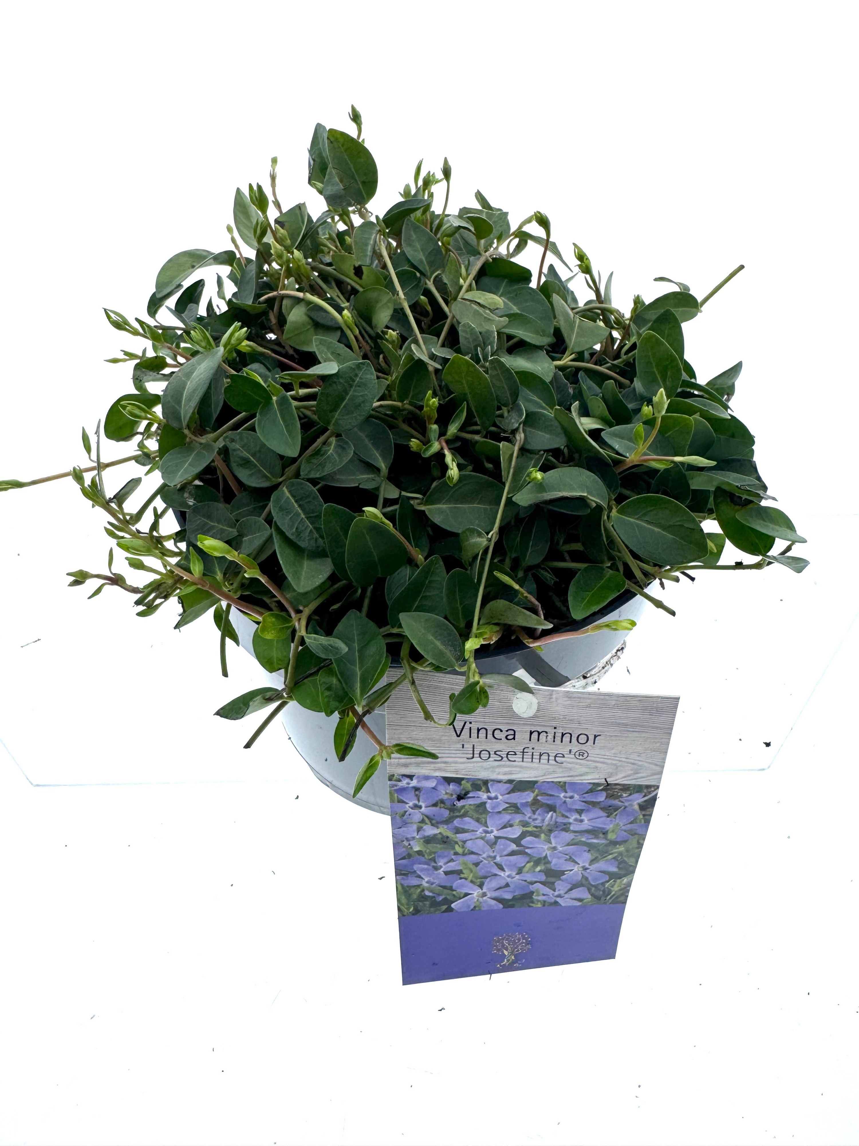 Vinca minor 'Josefine', D 15