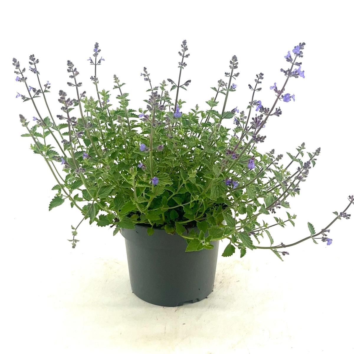 Nepeta 'Kit Cat', D 17