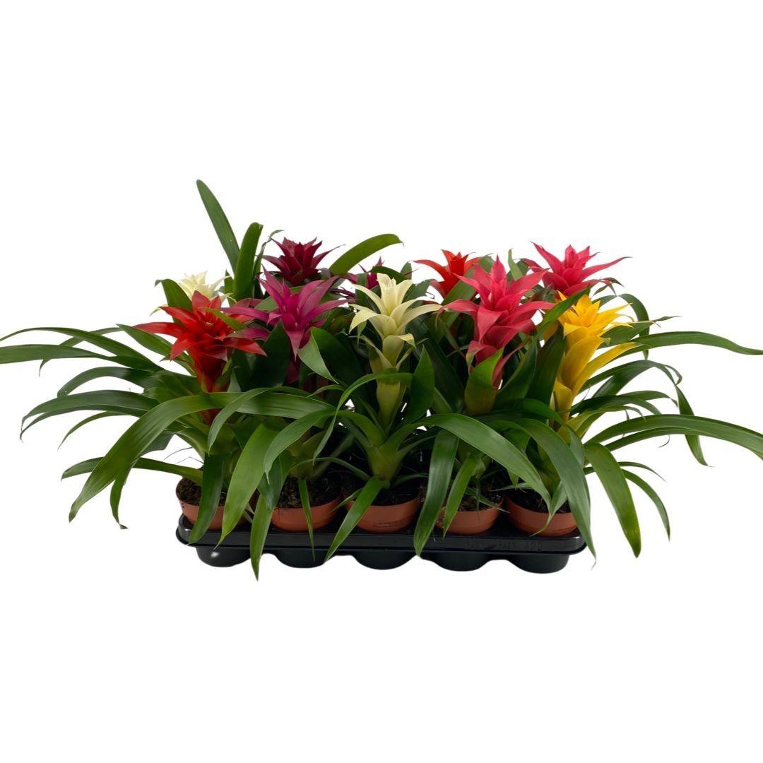 Guzmania mix compact, D 12