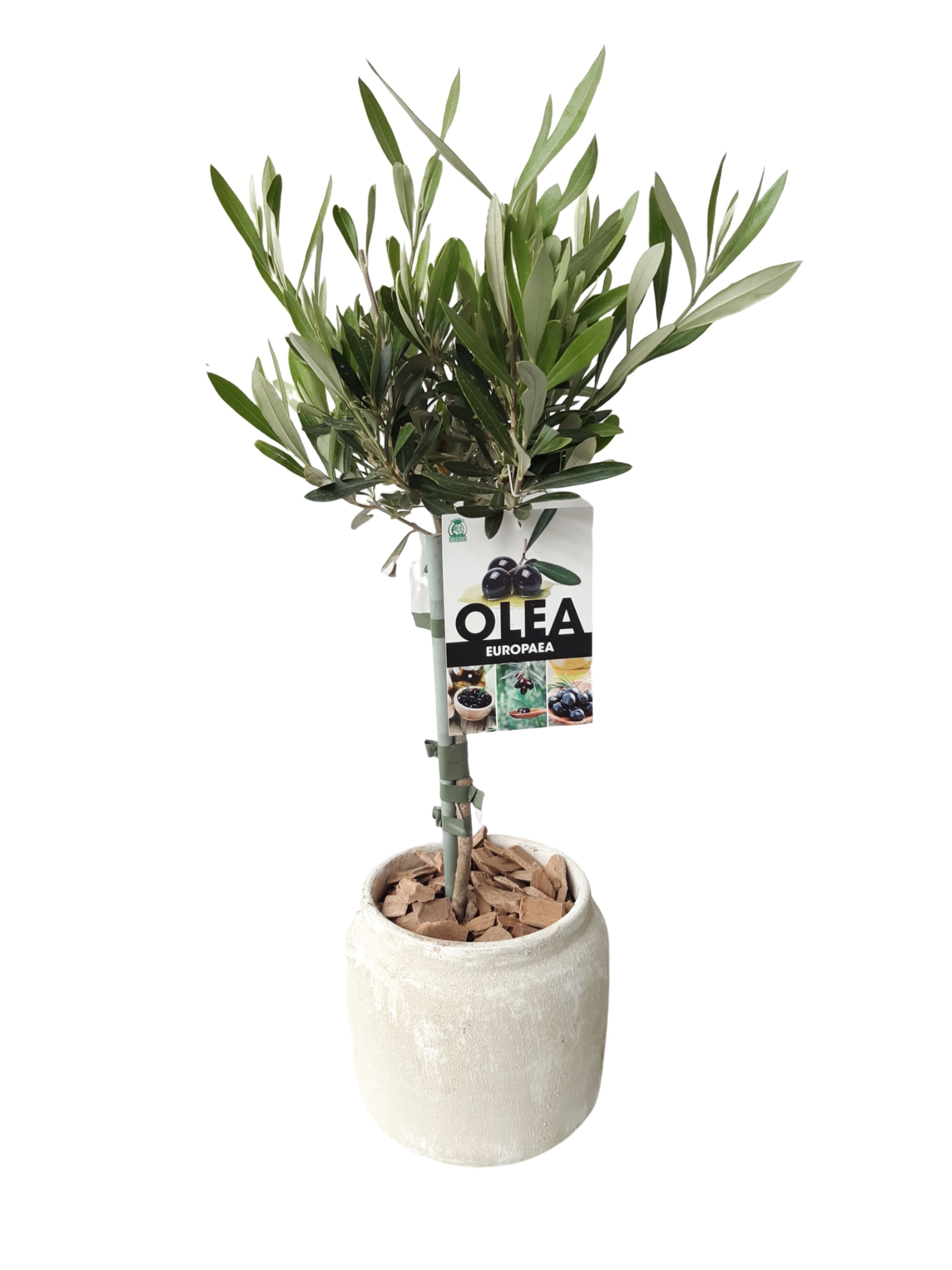 RWP16OC45 Rude white pot Olijf op Stam, D 16