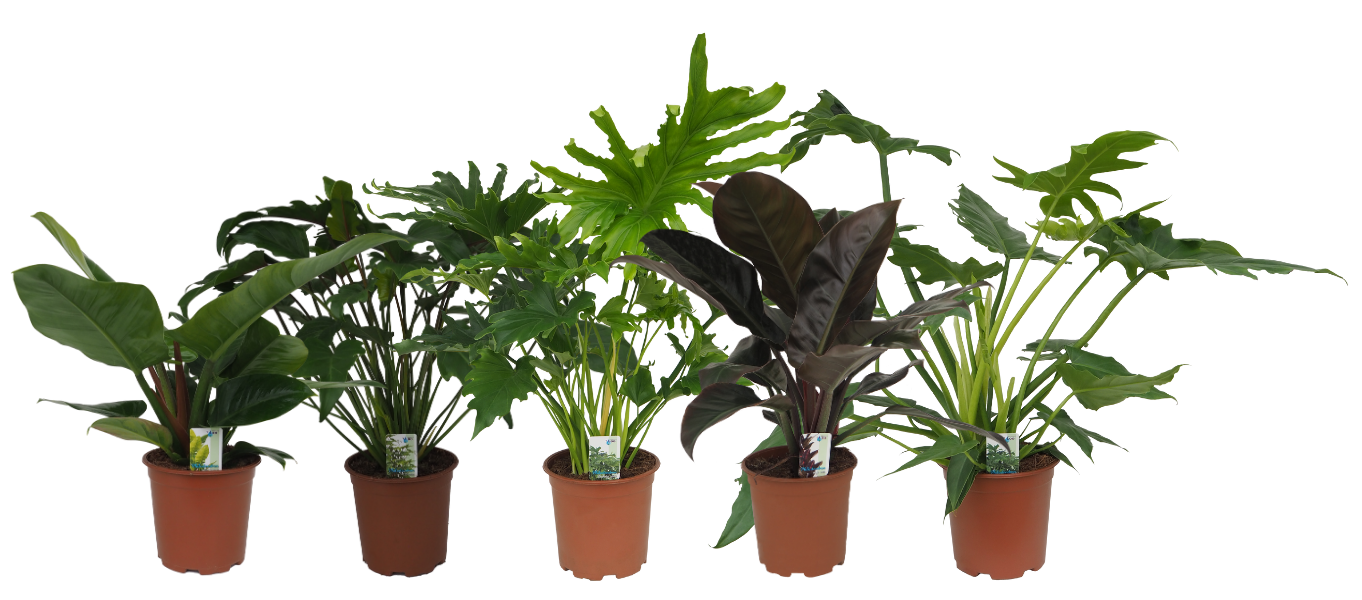 Philodendron mix (Imp. Green, Xanadu, Lickety split, Imp. Red, Lacerum), D 19
