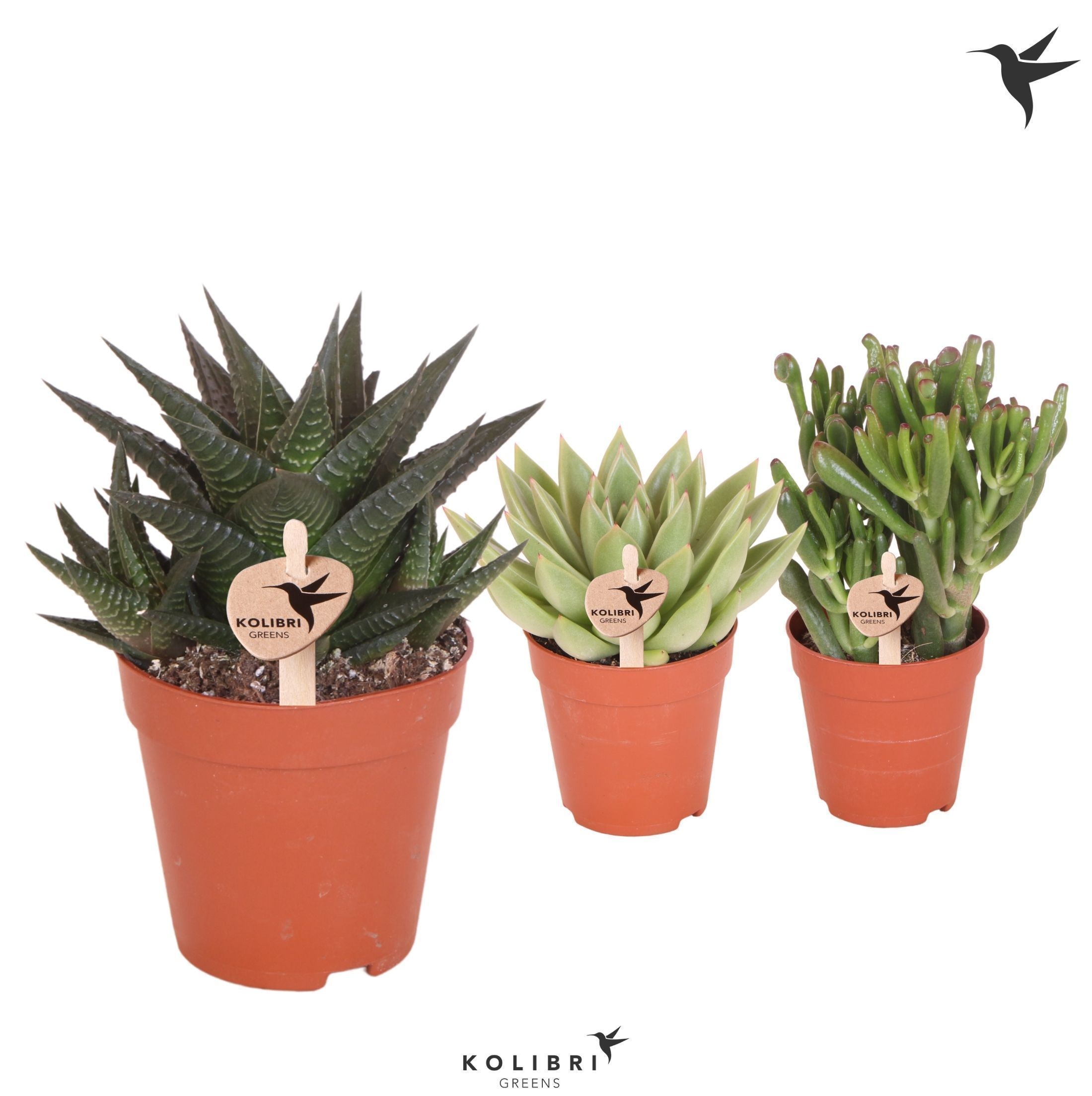 Kolibri Greens Succulenten mix, D 9