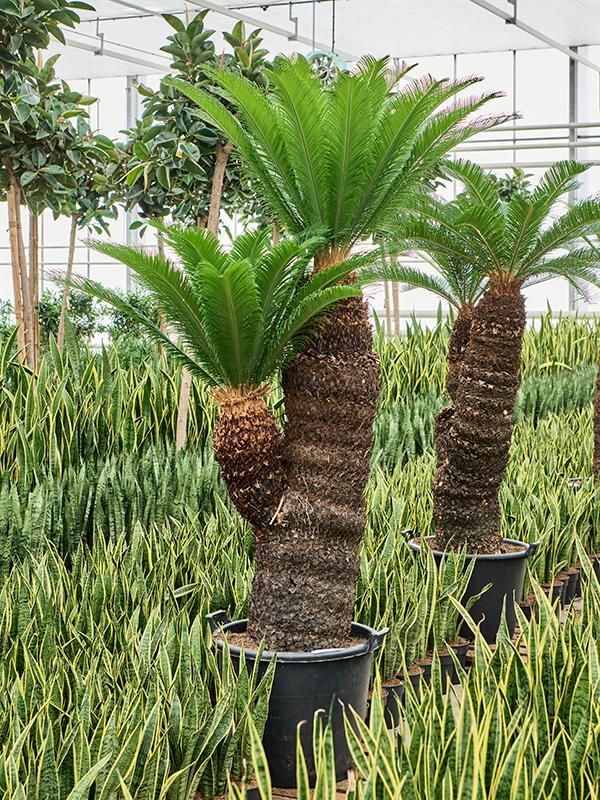 Cycas revoluta, D 65