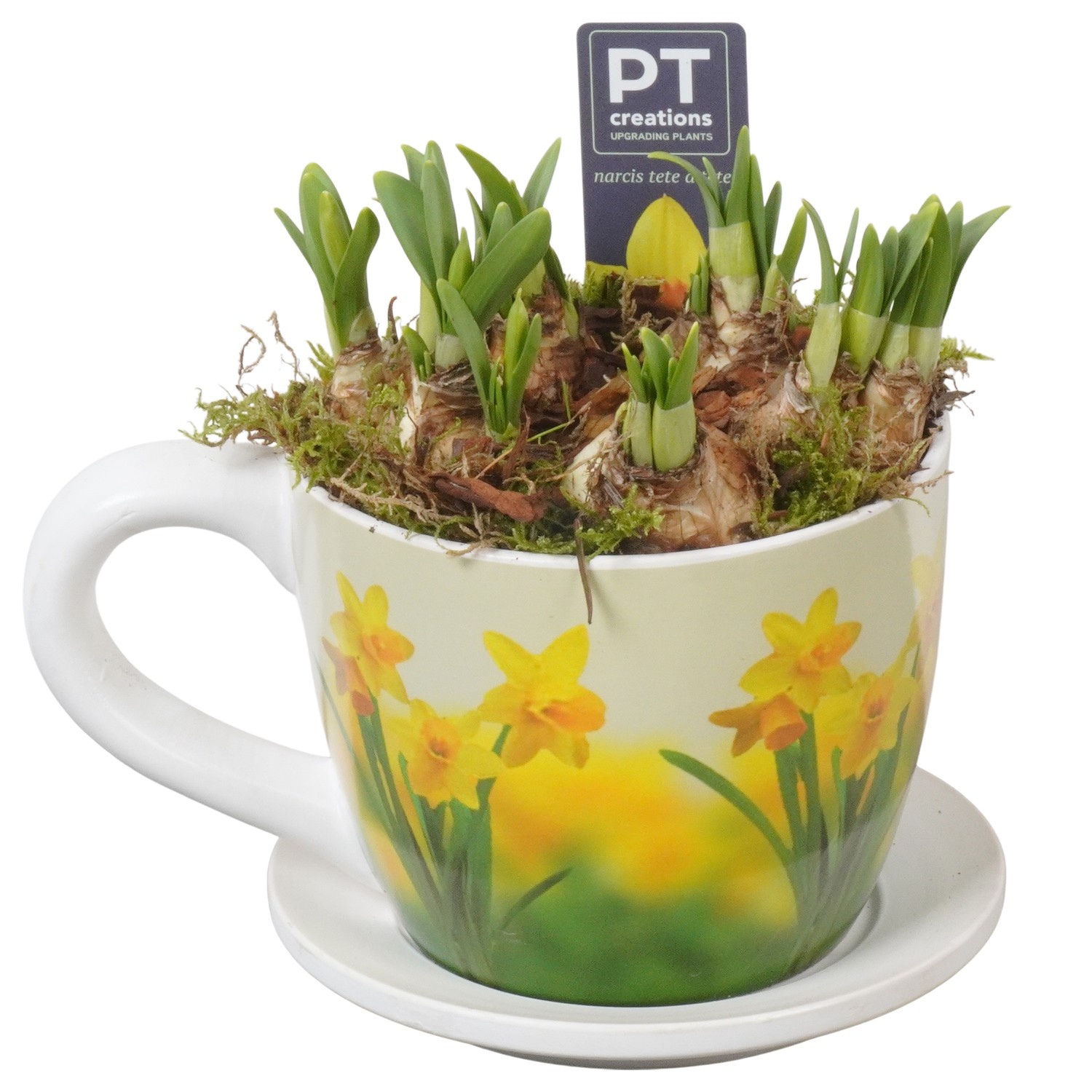 PTN8727 Arrangement Narcissus in keramiek pot, D 14