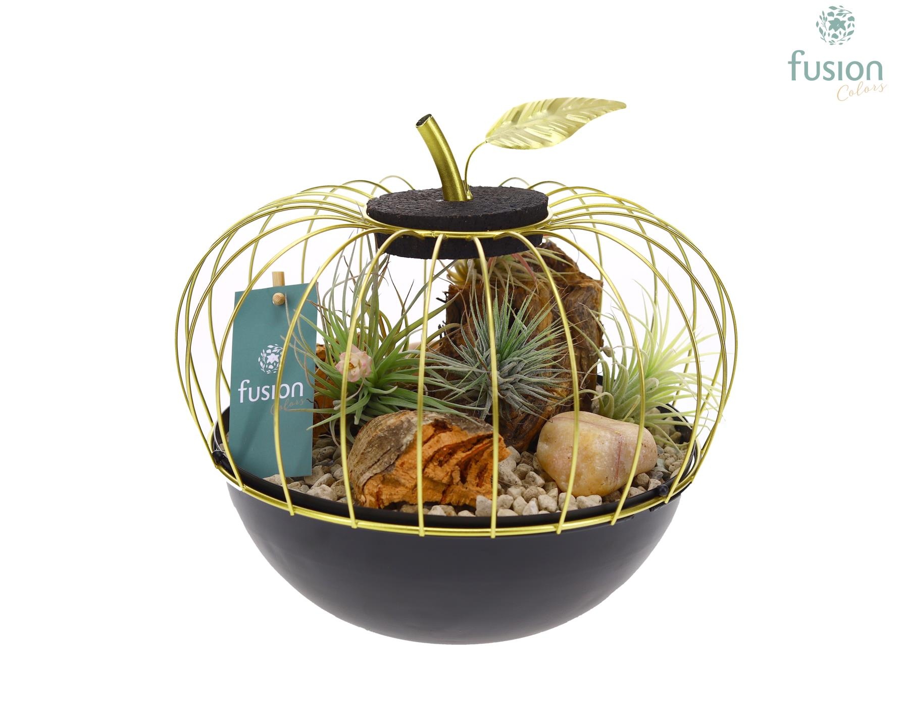 Metaal appel goudzwart Large met Tillandsia Air Plants, D 23