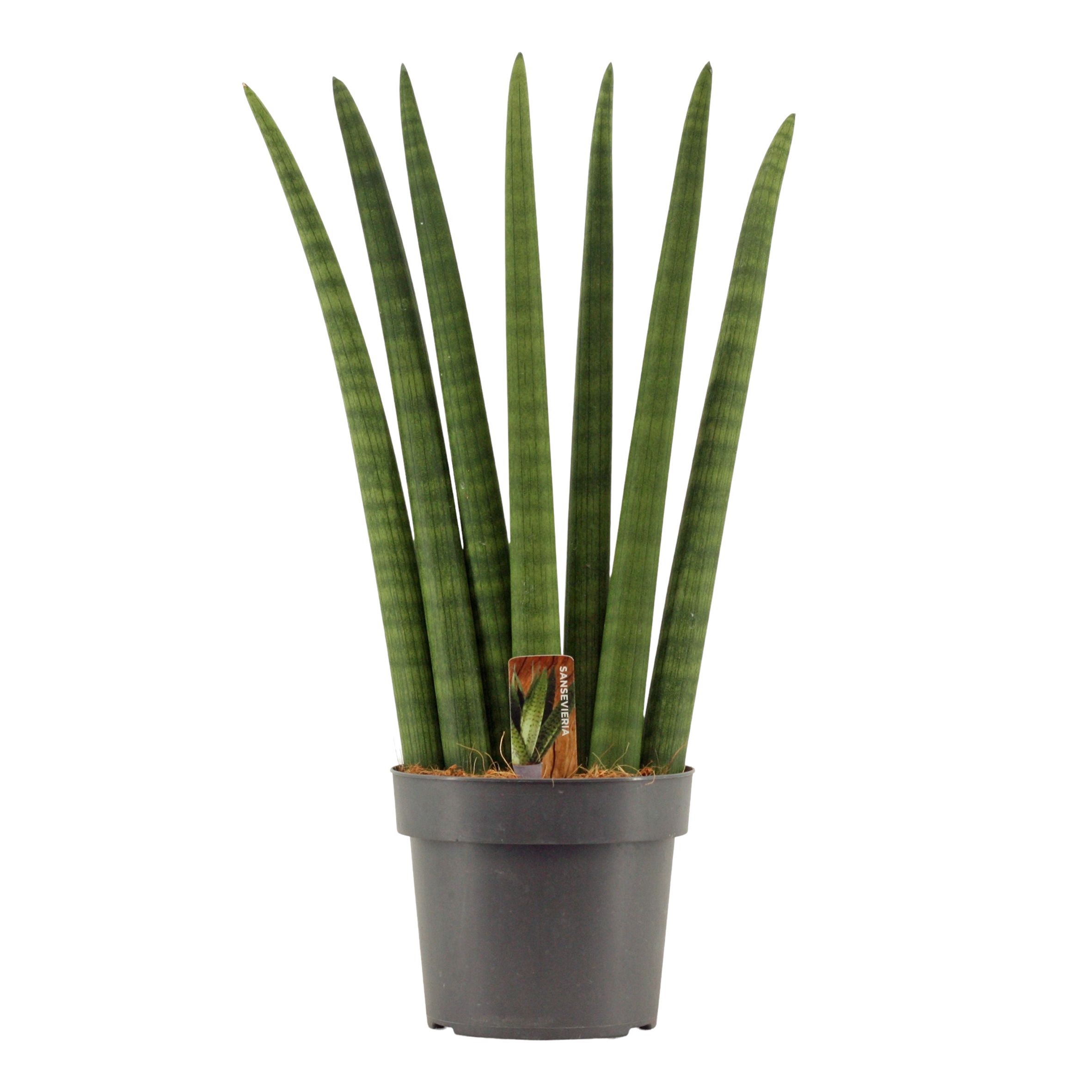 Sansevieria Cylindrica 17 cm Fan, D 17