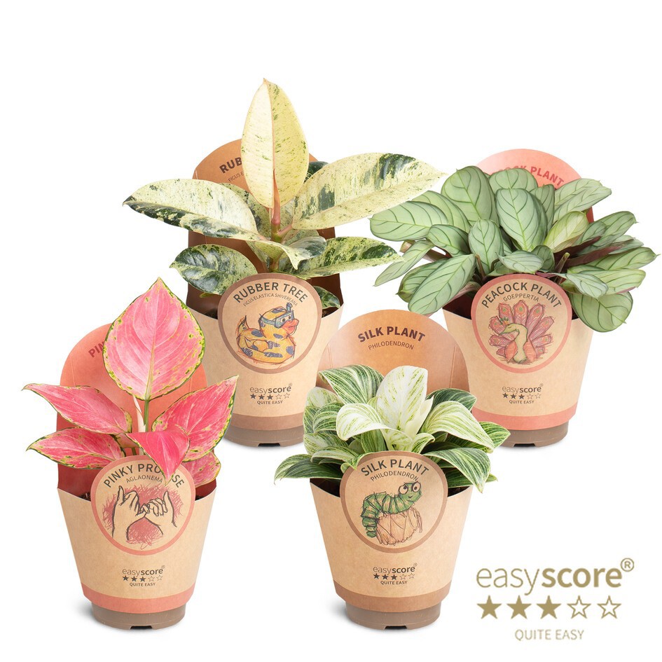 Green Premium Collection, D 9