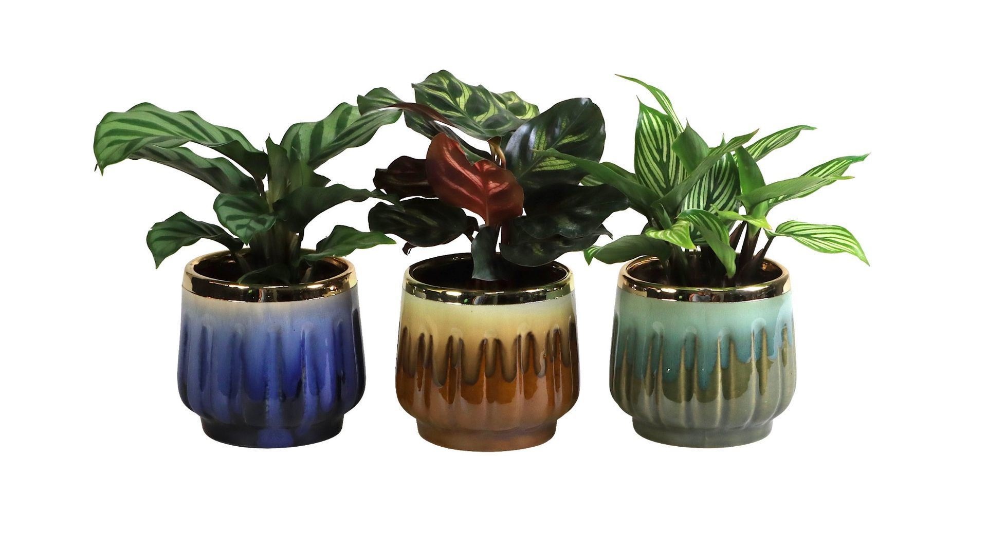 L 65618 with Calathea Mix 6 cm, D 6