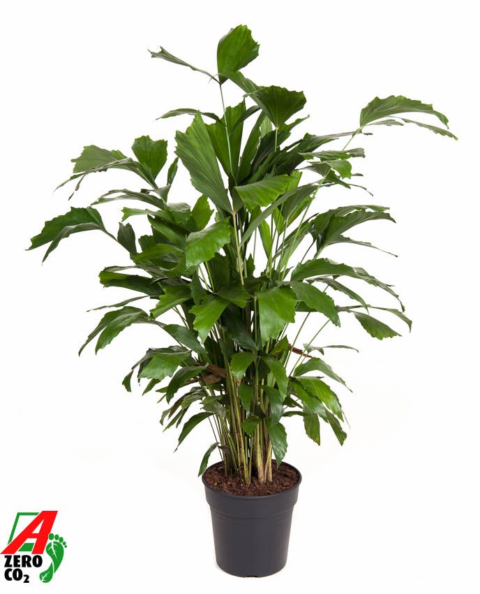 Caryota Mitis P21, D 21