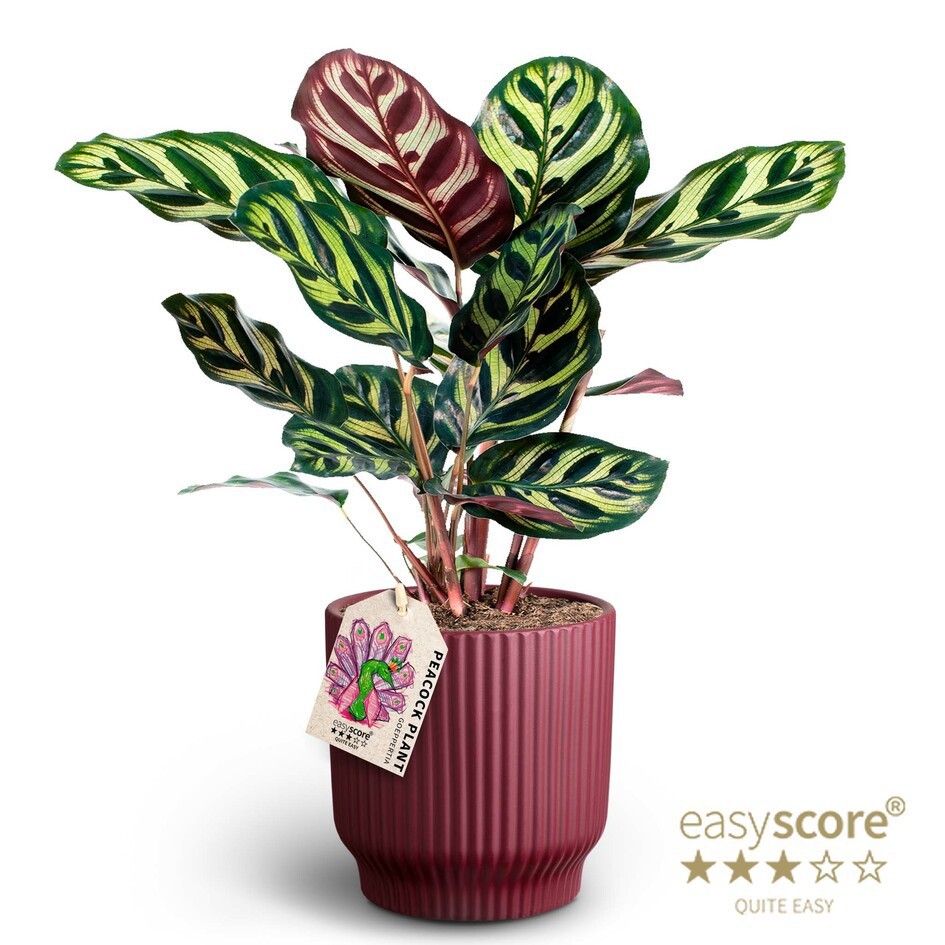 CALATHEA MAKOYANA 4110561 Nordic Aube, D 12