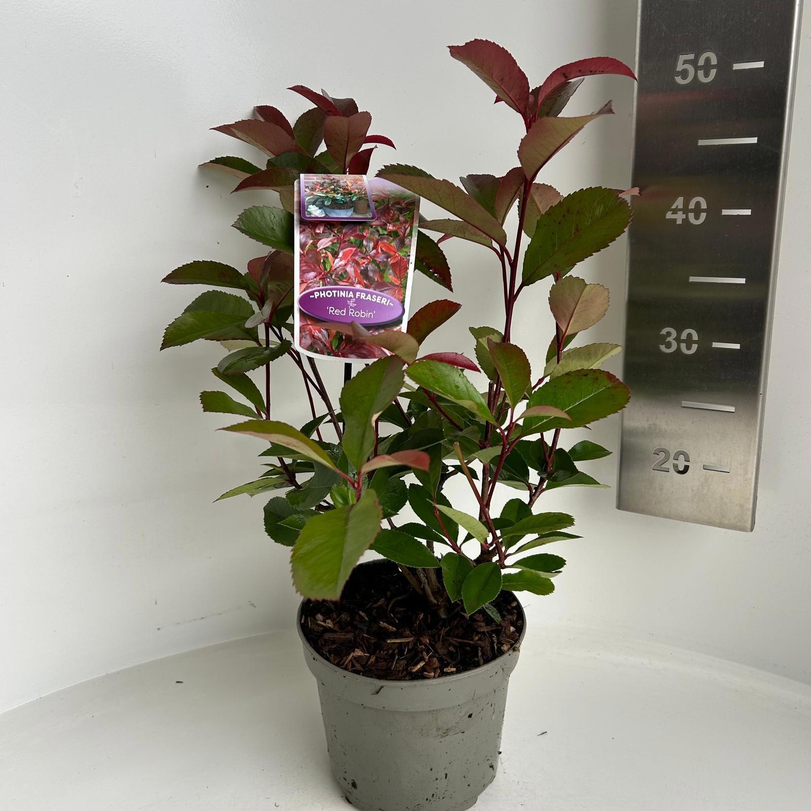 Photinia fraseri 'Red Robin', D 17