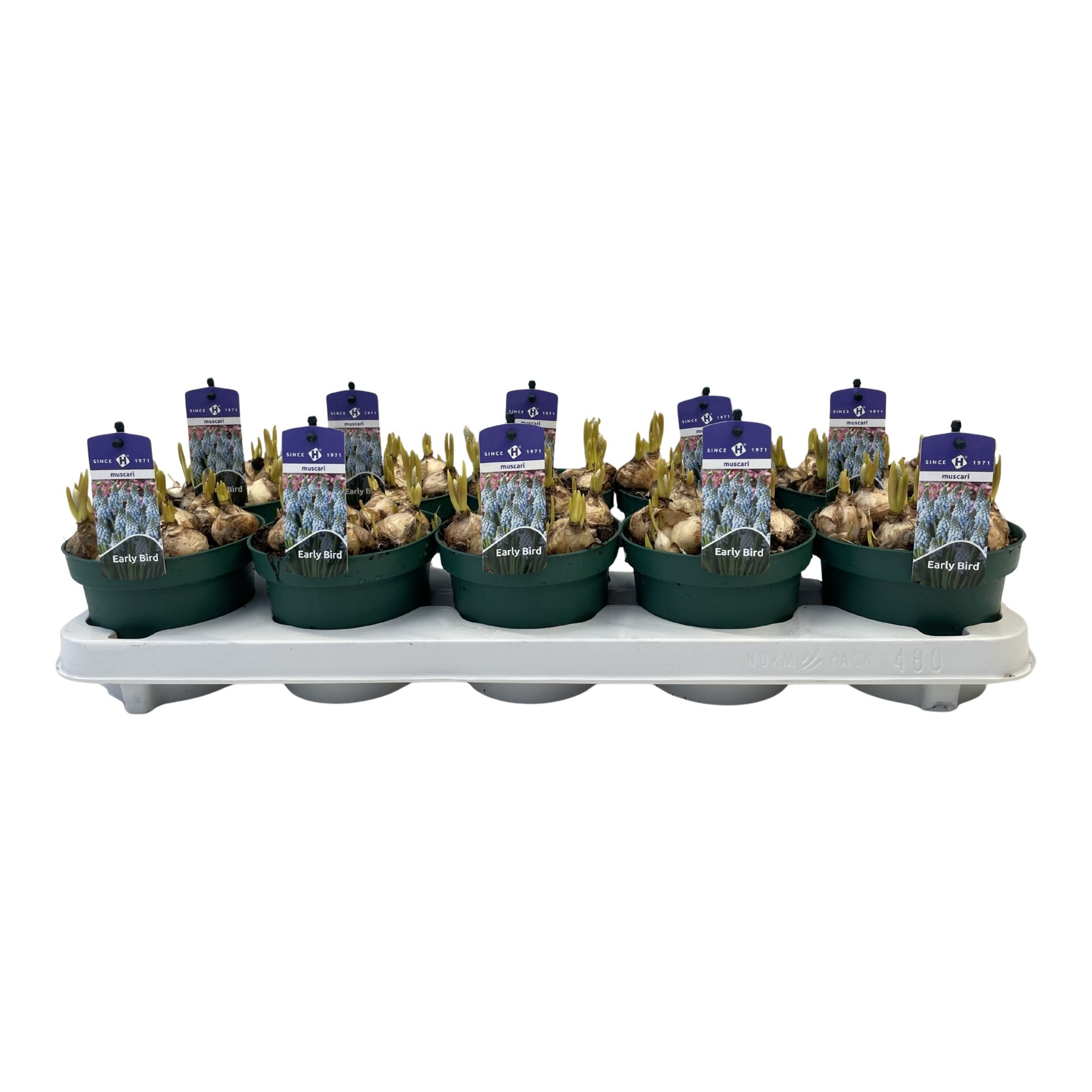 Muscari Early Bird, D 12