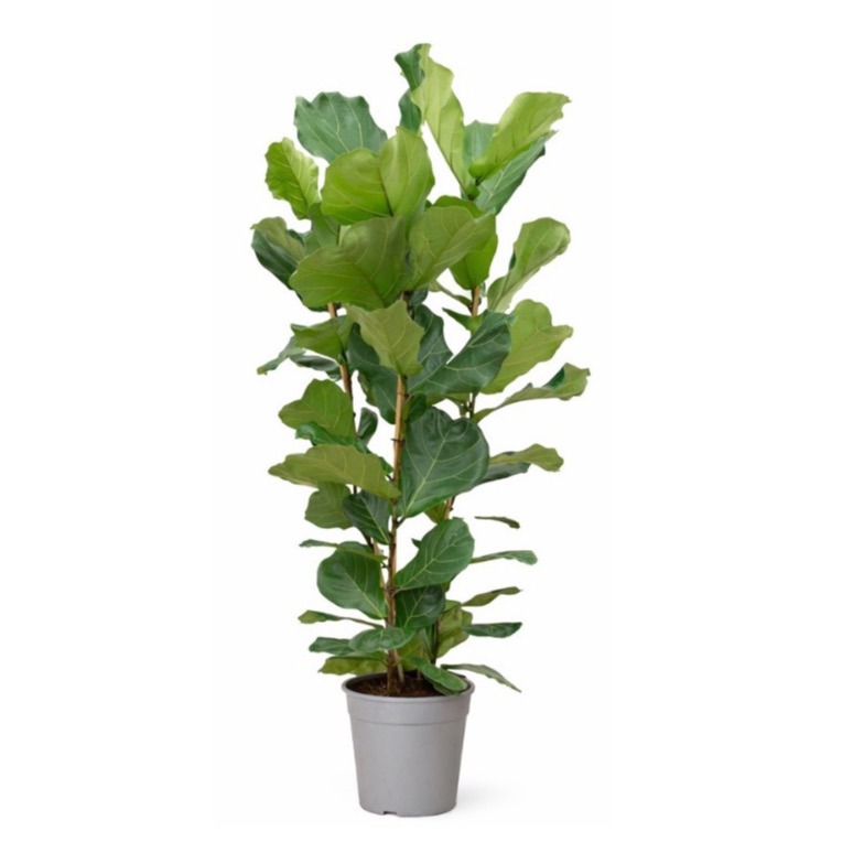 Ficus Lyrata toef - 150cm - 3PP, D 27