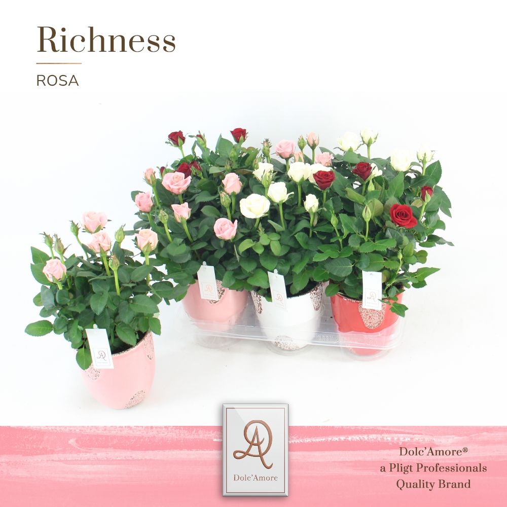 Potroos Valencia Mix P10,5 Dolc'Amore® in Rustique Keramiek, D 10,5