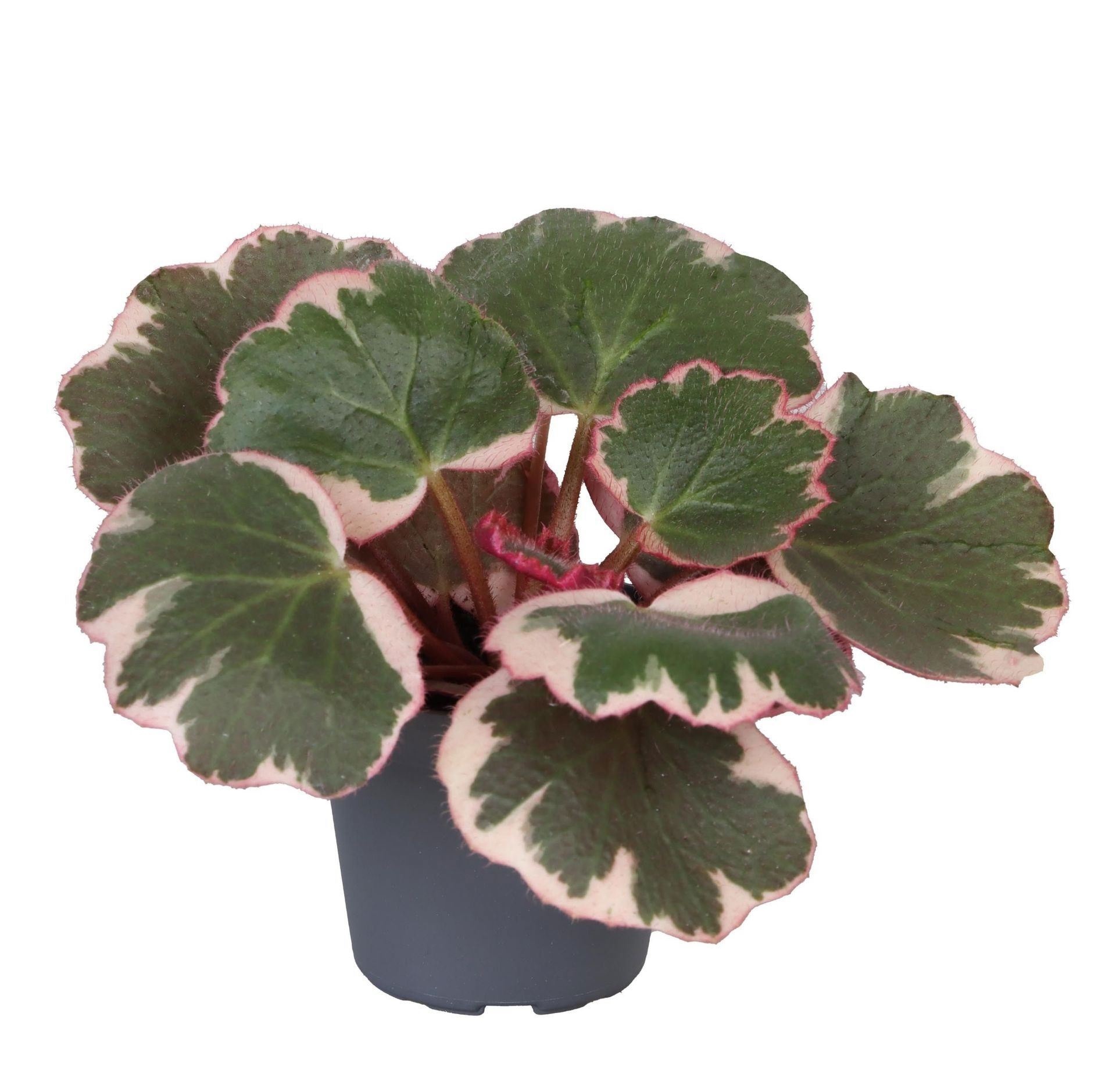 Saxifraga Variegata, D 6