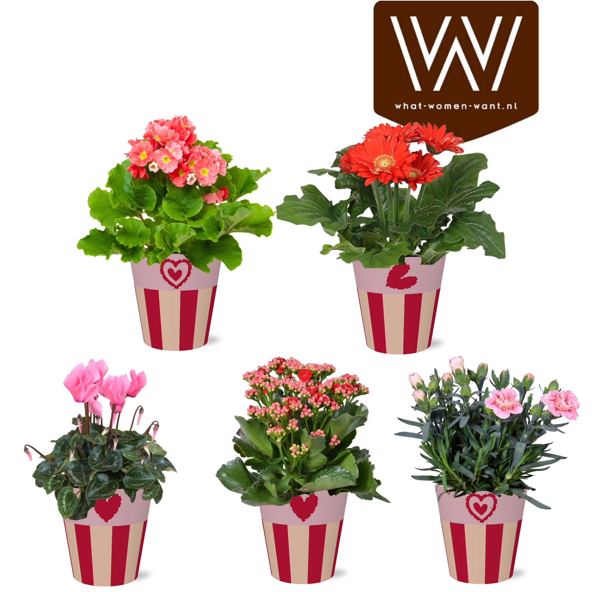 Collectie 'Sympathetic Moods ' Bloeimix in smartcup Romee 5 soorten, D 12