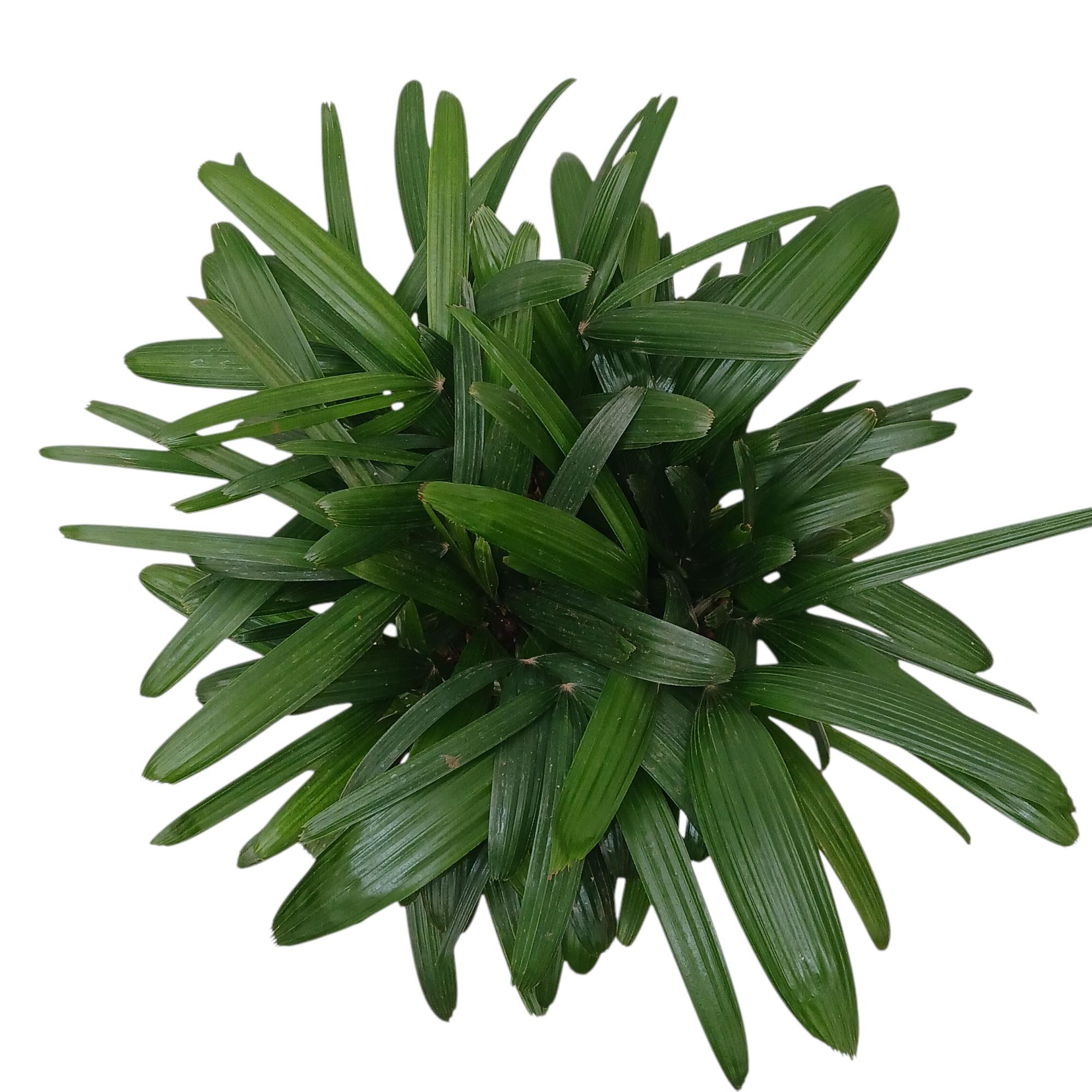 rhapis excelsa hy, D 28