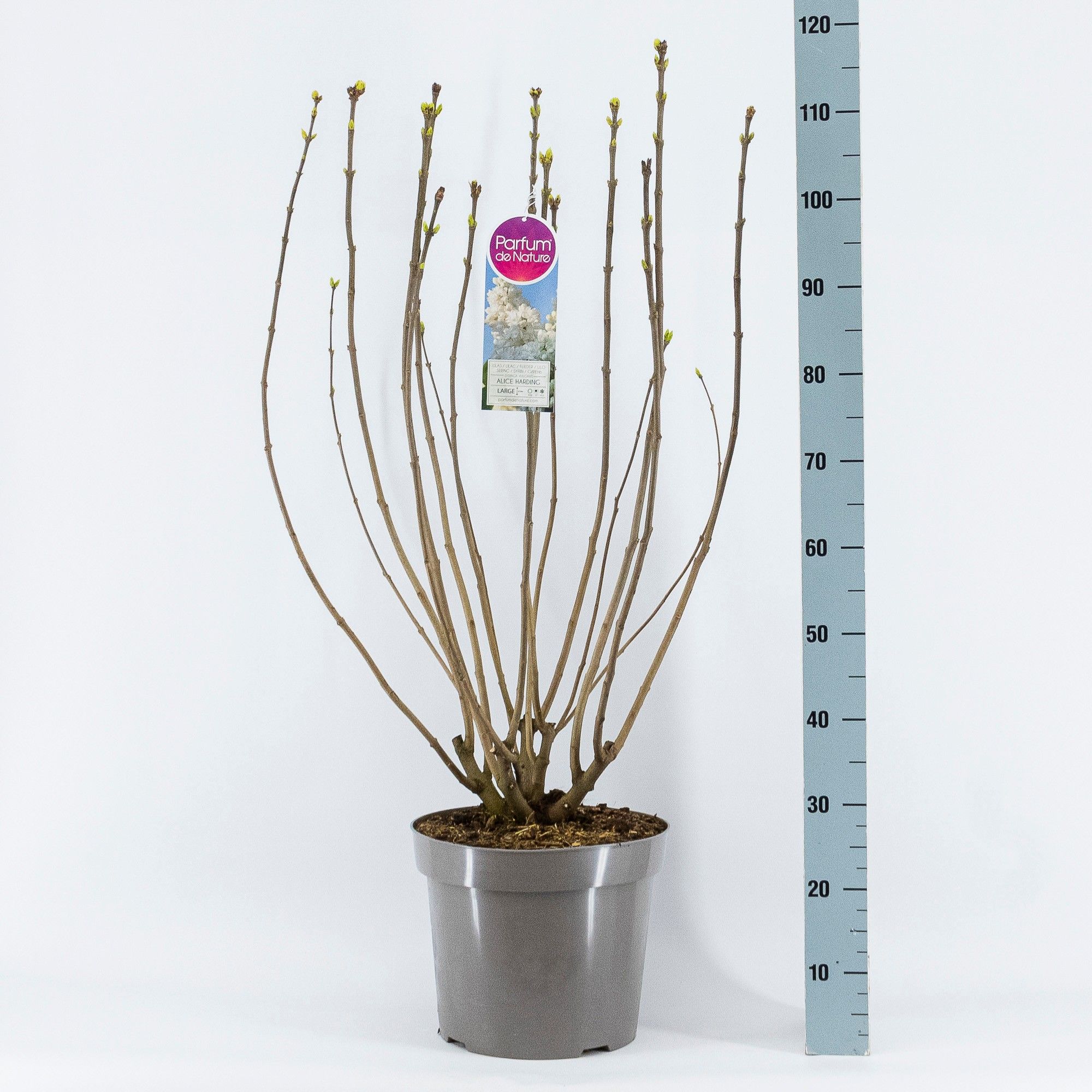 Syringa vul. Souv. d'Alice Harding, 3-jarig, C15 Solitair, D 32