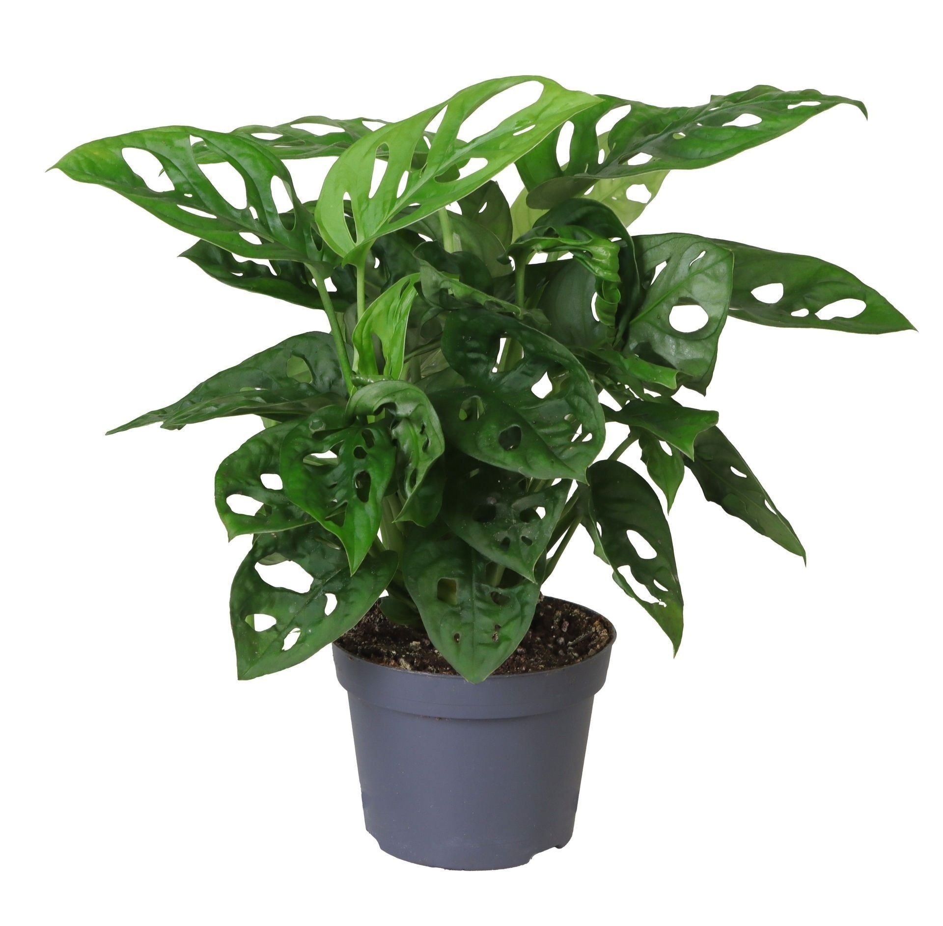 Monstera Obliqua 12 cm, D 12