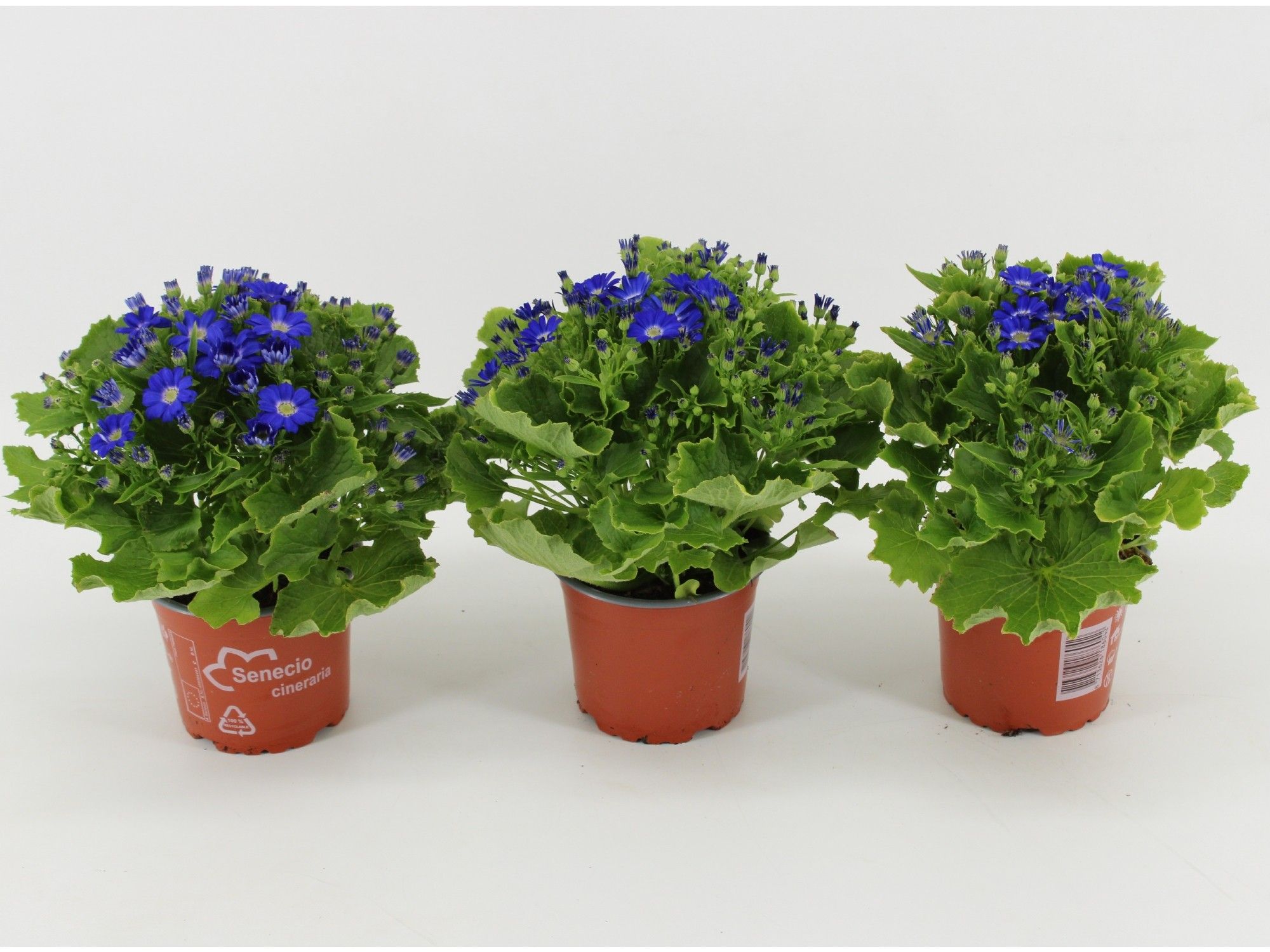 Pericallis Cruentus Cineraria Venezia Blue, D 12