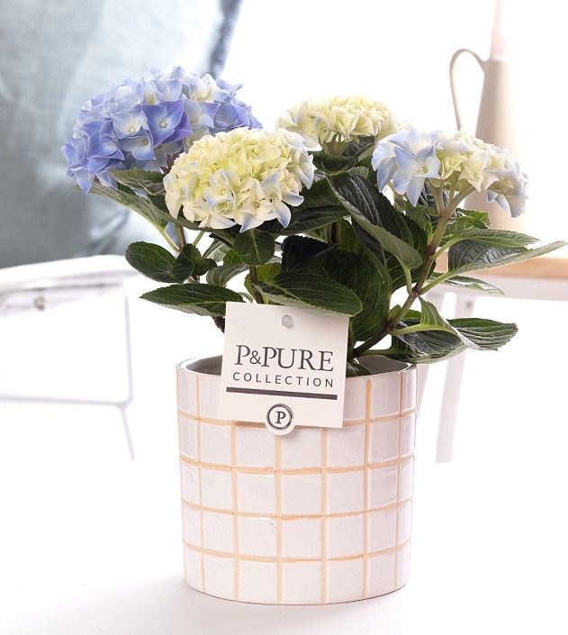Hydrangea blue in P&PURE Tirza ceramics, D 10