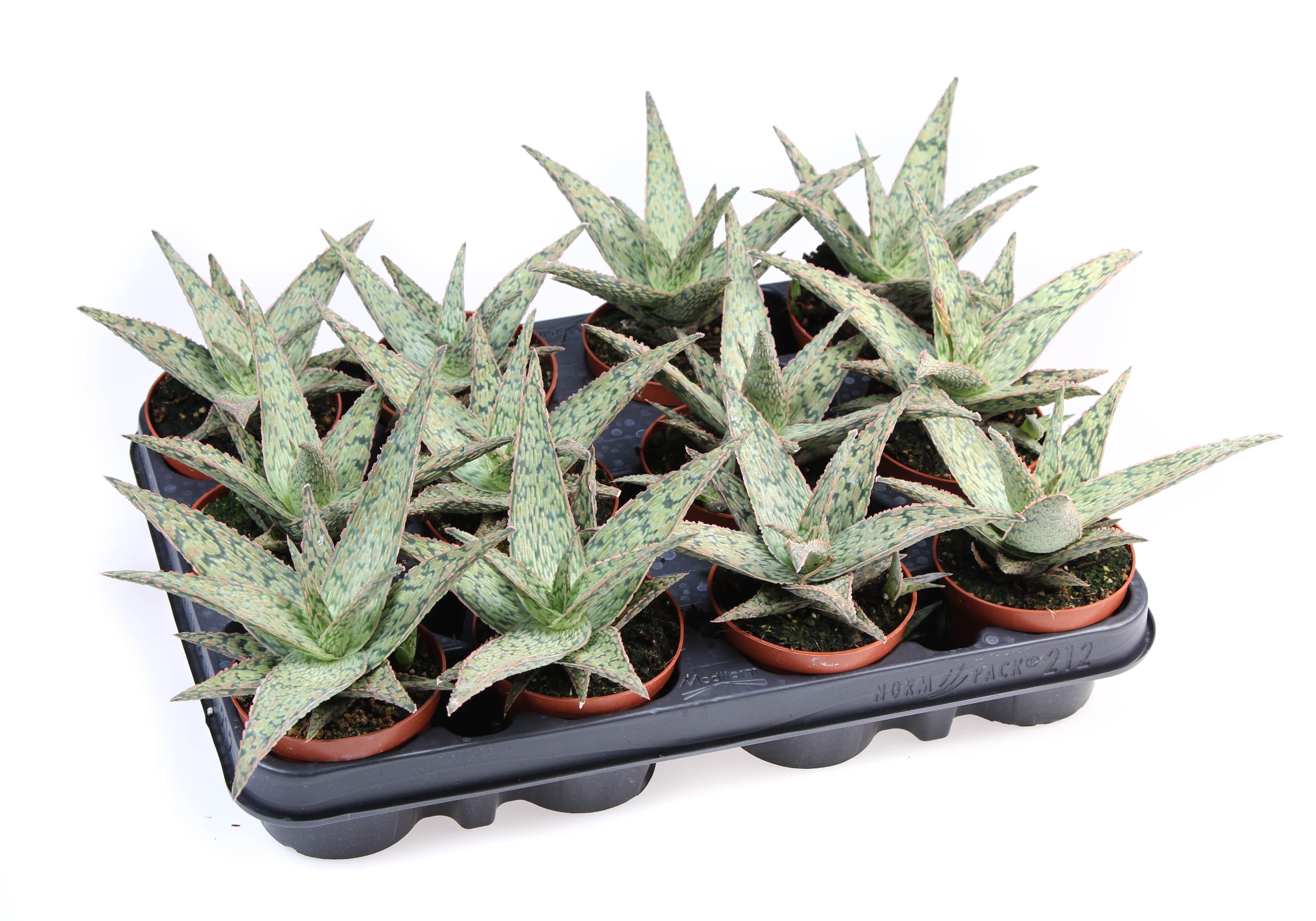 Aloe Pink blush, D 8,5