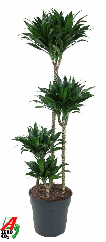 Dracaena Compacta 90-60-30-15, D 27