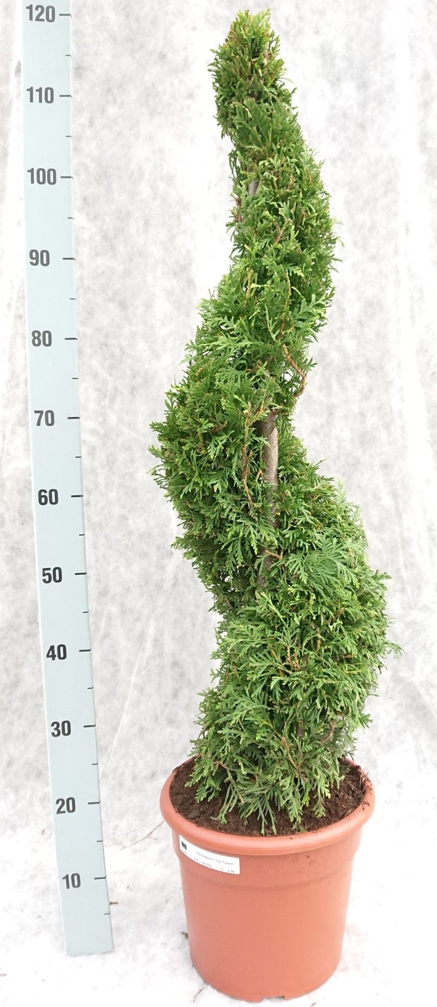 Thuja occ. Brabant 110 Spiraal, D 26