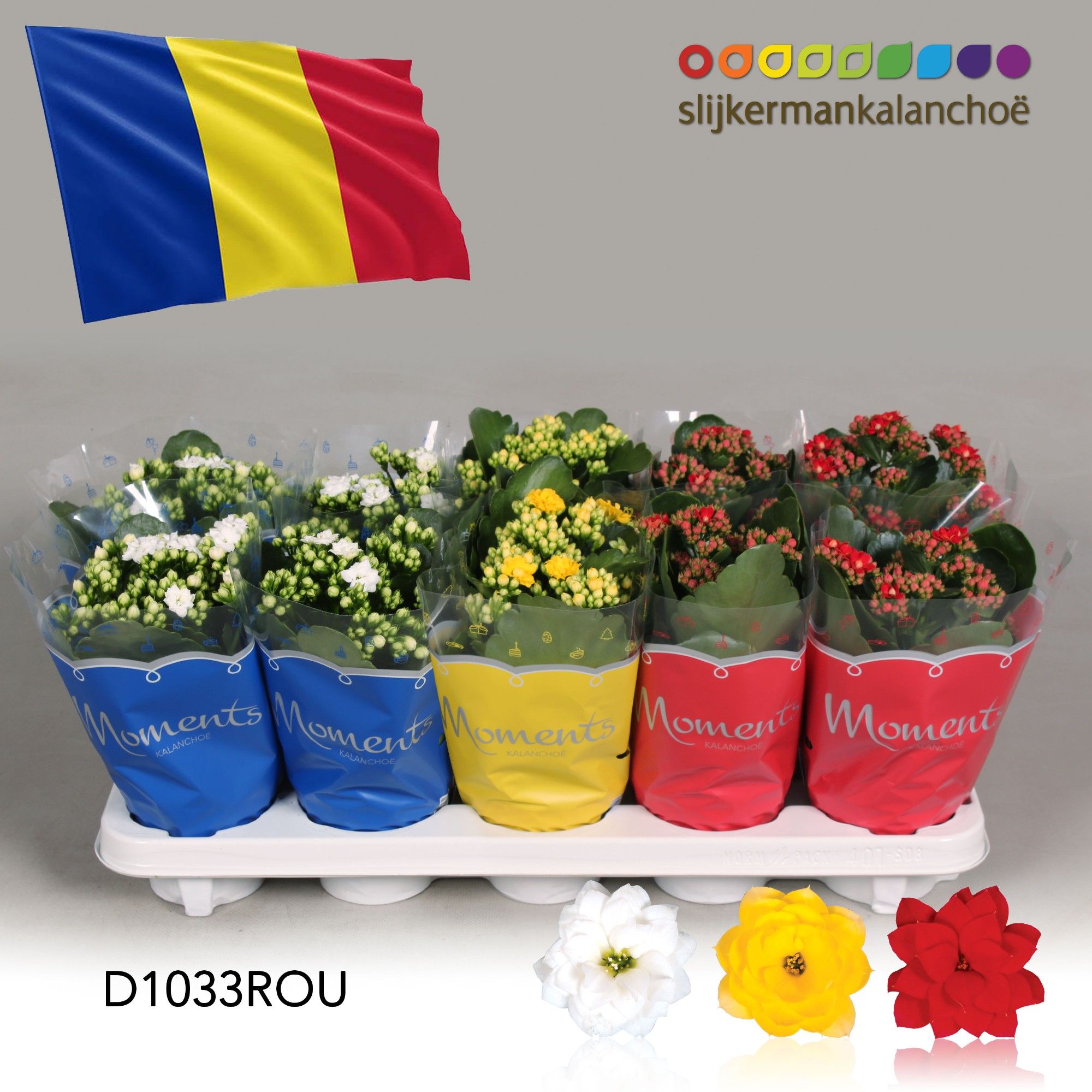 Kalanchoe Moments - Romania flag, D 10,5