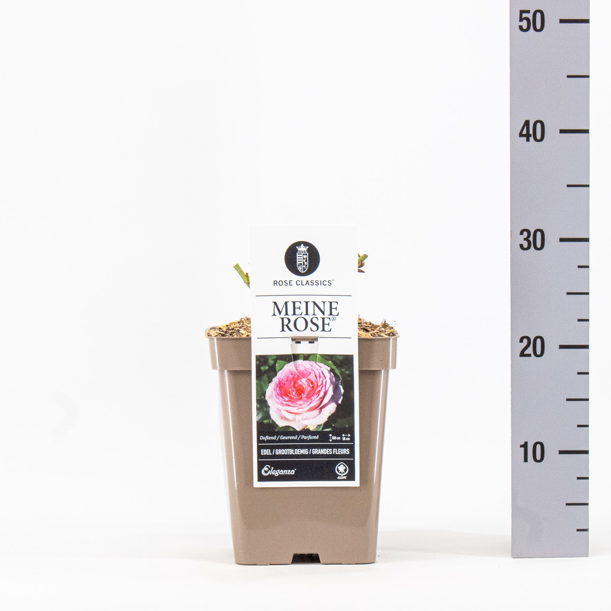 Rosa (TH), Meine Rosen ®, C5, D 23