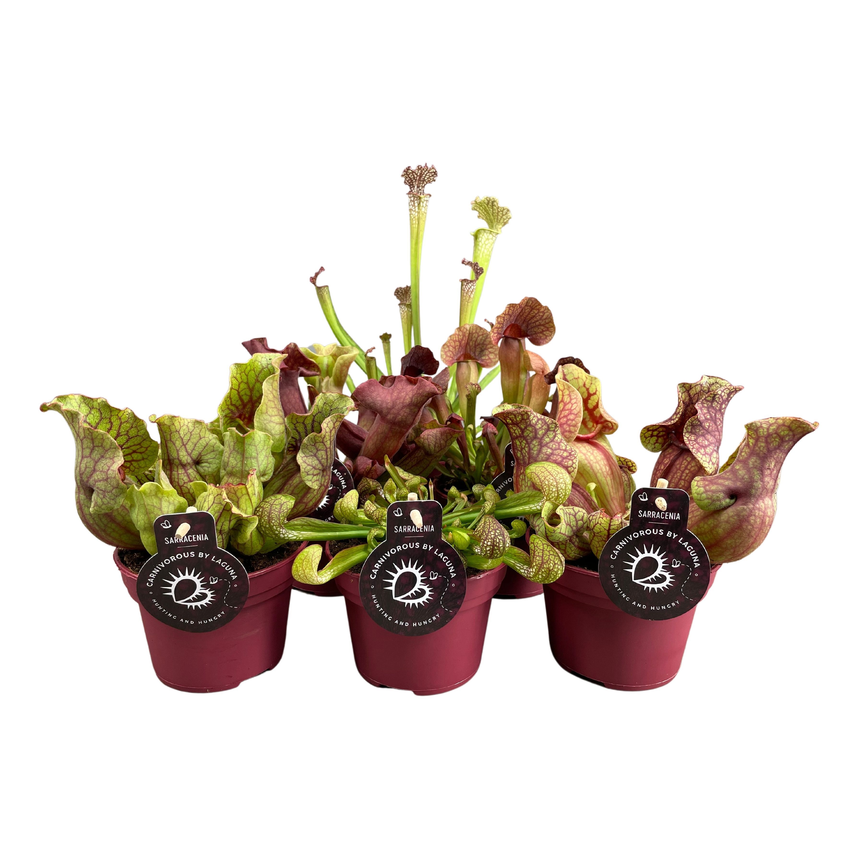 Sarracenia "Premium" mix 6 soorten, D 12