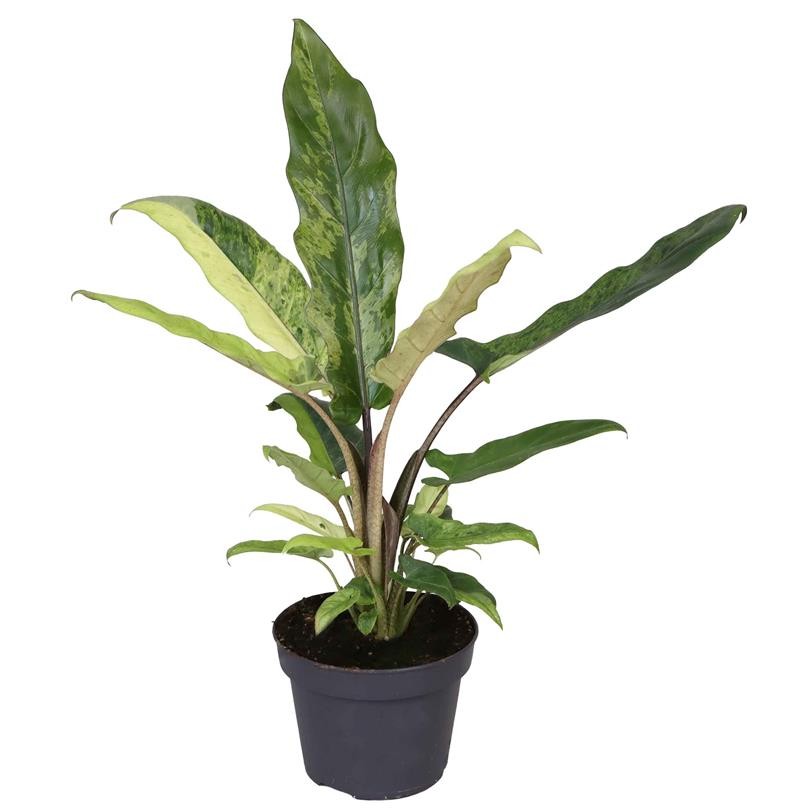 ALOCASIA 'Lauterbachia', D 12