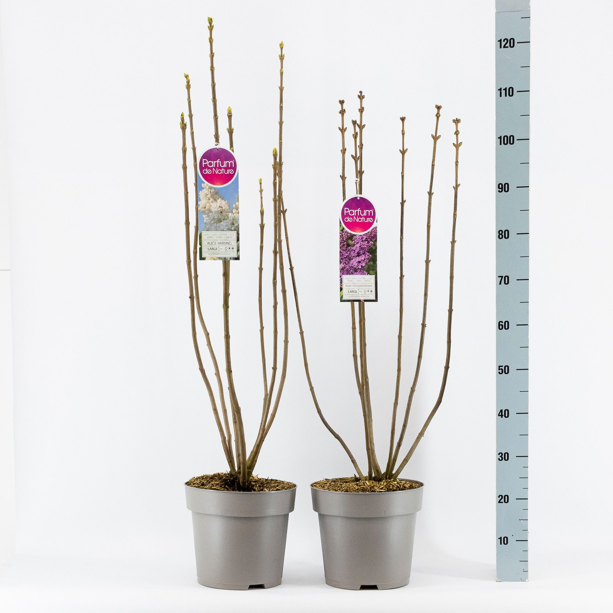 Syringa Vulgaris Bloemknop 2-jr C10 Sol. mix, D 27