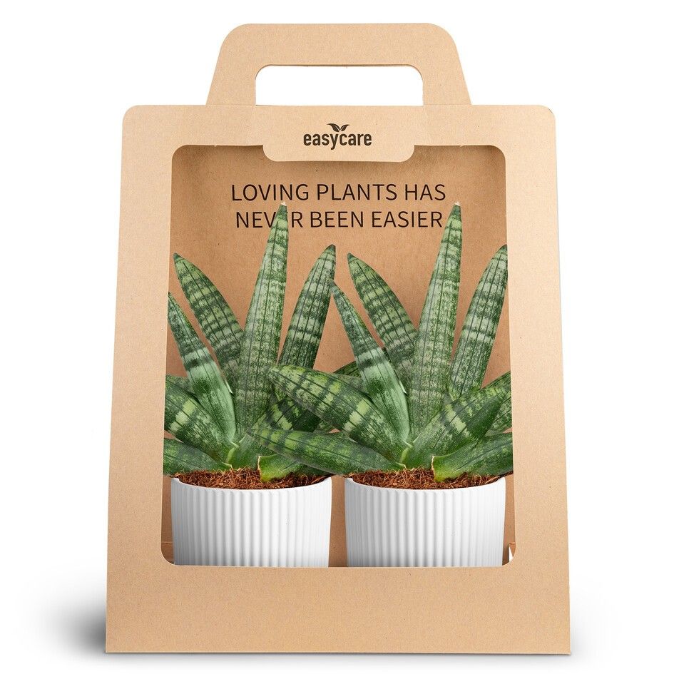 2-Pack Nordic White, Boncellensis, D 10