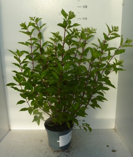 820 FA : Pot 26 cm Hydrangea Paniculata "PHANTOM", D 26