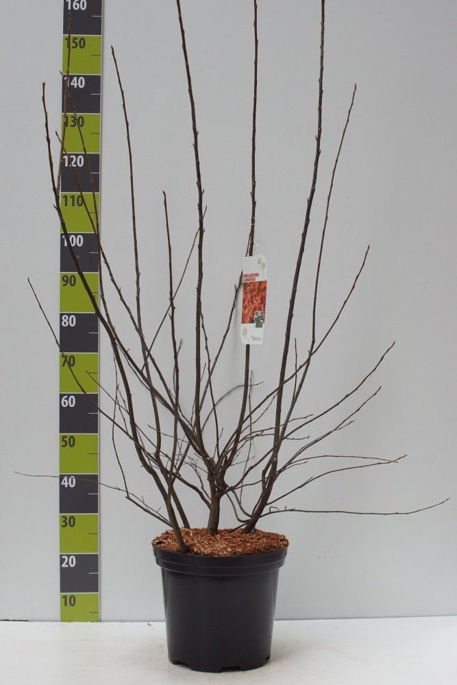 Amelanchier lamarkii C 12, D 30