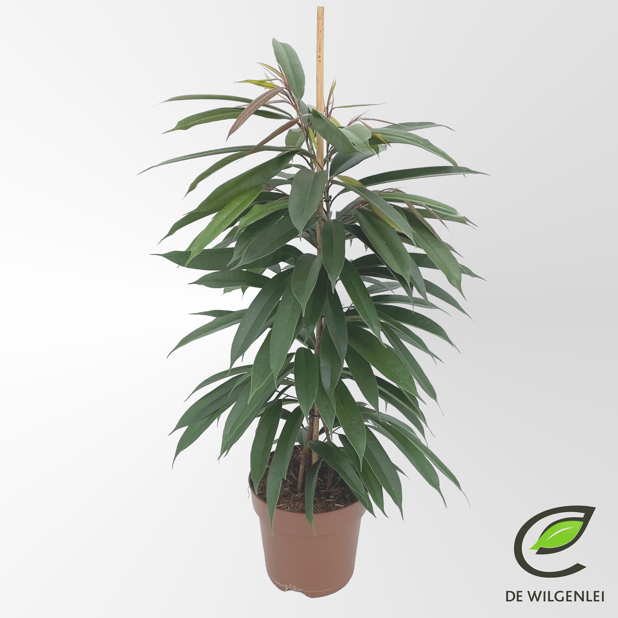 Ficus binnendijkii 'Amstel King' p21, D 21