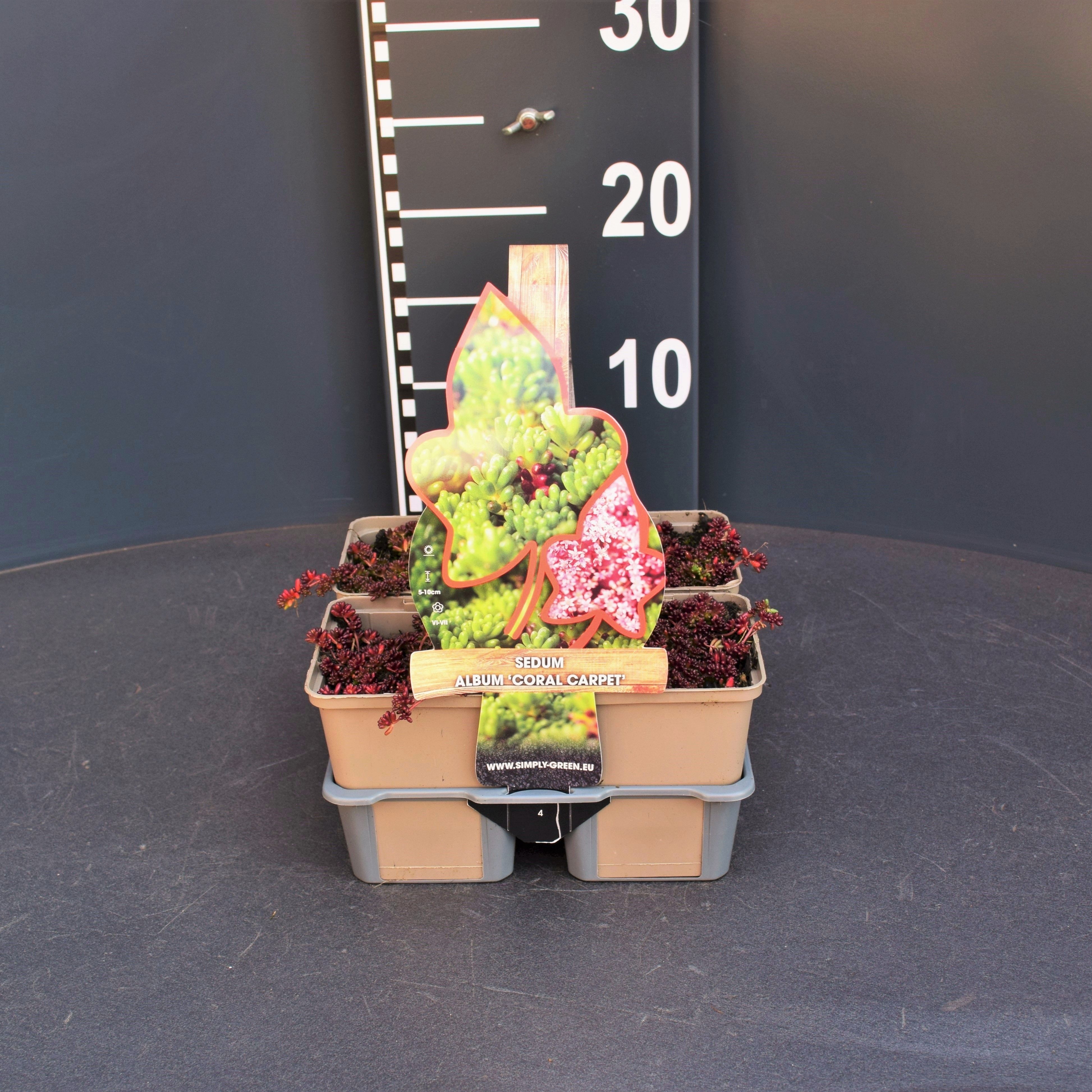 Sedum album Coral Carpet (4-pack), D 9