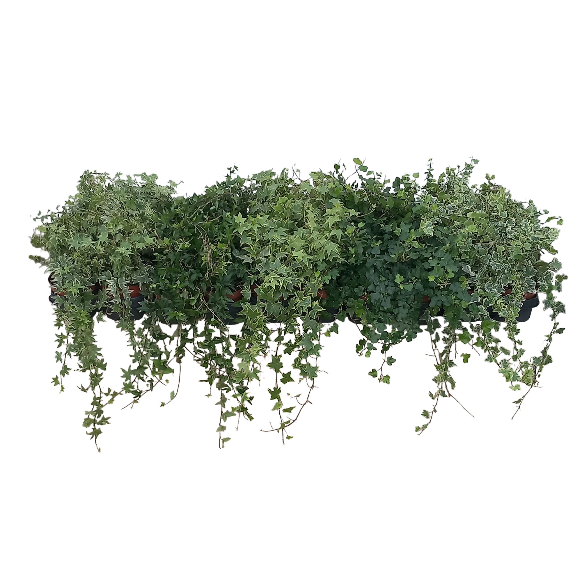 Hedera helix mix laag, D 13