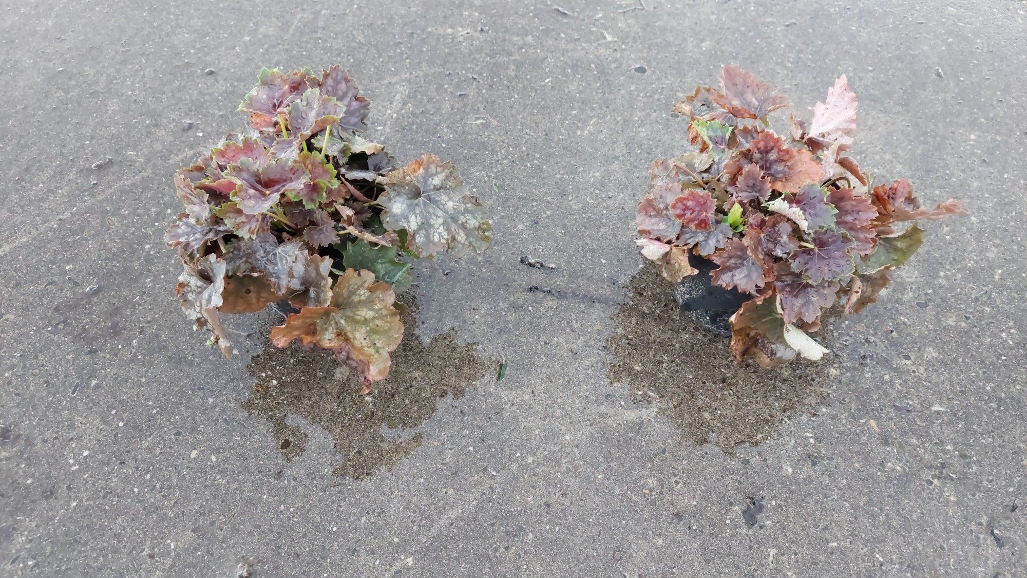 Heuchera americana 'Marvelous silver, D 13