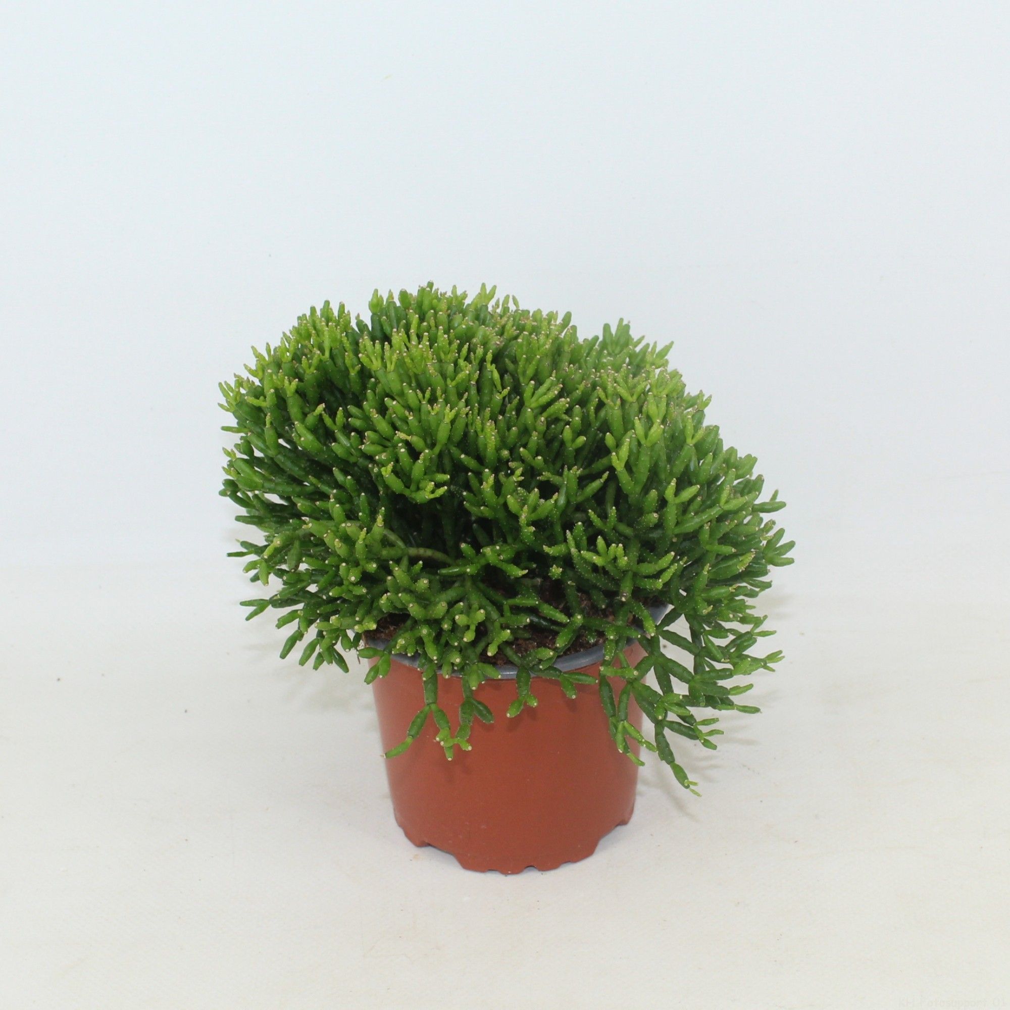 Rhipsalis hatiora p10,5 zonder kwekersetiket, D 10,5