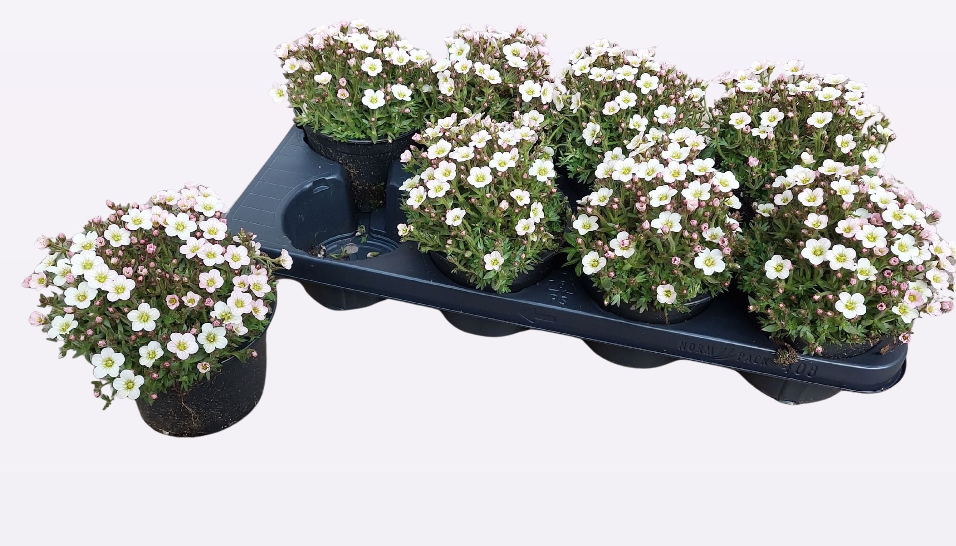 saxifraga ice colours wit, D 13